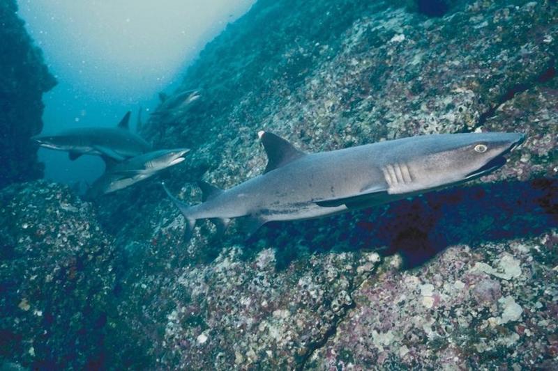 Whitetip Reef Shark (Triaenodon obesus) {!--백기암초상어-->; DISPLAY FULL IMAGE.