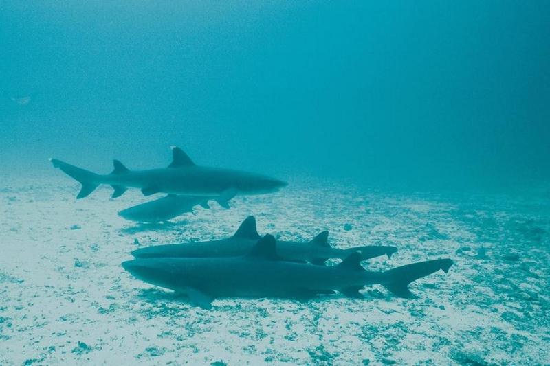 Whitetip Reef Shark (Triaenodon obesus) {!--백기암초상어-->; DISPLAY FULL IMAGE.