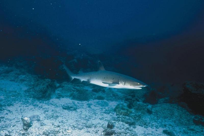 Whitetip Reef Shark (Triaenodon obesus) {!--백기암초상어-->; DISPLAY FULL IMAGE.