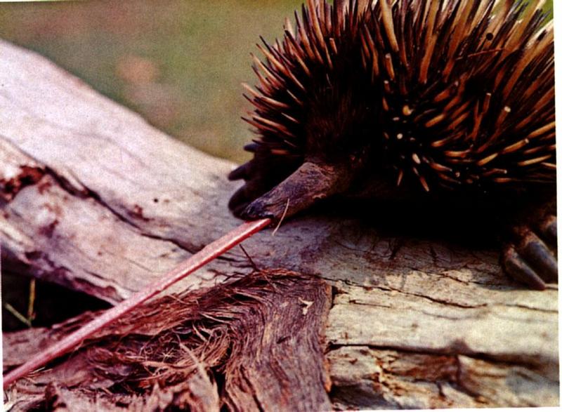 Short-beaked Echidna (Tachyglossus aculeatus) {!--바늘두더지-->; DISPLAY FULL IMAGE.