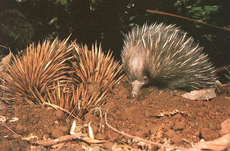 Short-nosed Echidna (Tachyglossus aculeatus) {!--바늘두더지-->; DISPLAY FULL IMAGE.