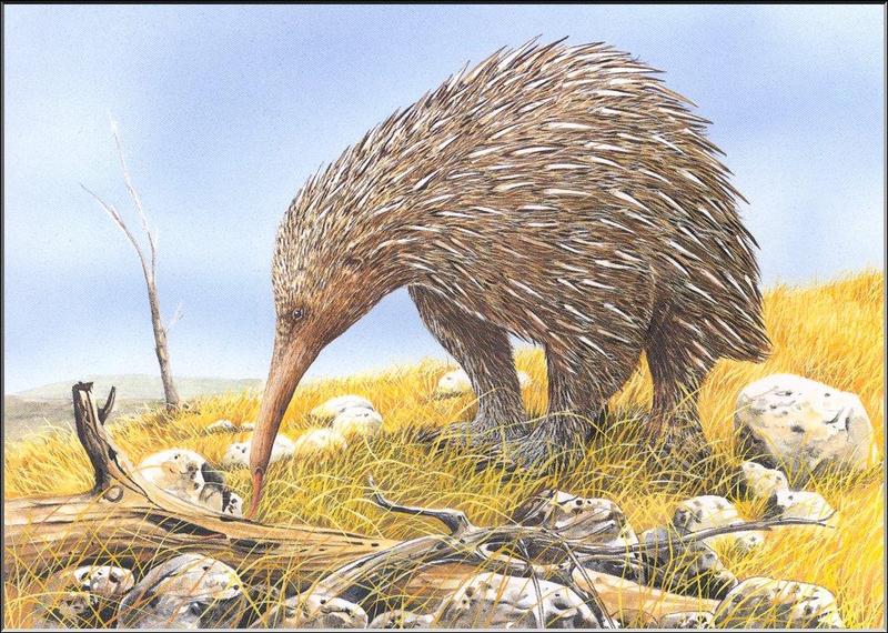 (Extinct) Giant Echidna (Zaglossus hacketti) {!--큰바늘두더지(멸종)-->; DISPLAY FULL IMAGE.