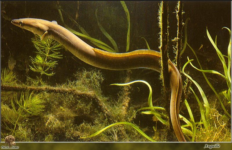 European Eel (Anguilla anguilla) {!--유럽뱀장어-->; DISPLAY FULL IMAGE.