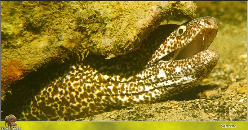 Moray Eel (Gymnothorax sp.) {!--곰치류-->; DISPLAY FULL IMAGE.