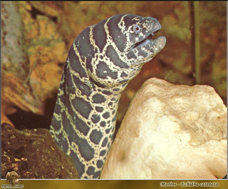 Chain Moray Eel (Echidna catenata) {!--사슬곰치-->; DISPLAY FULL IMAGE.