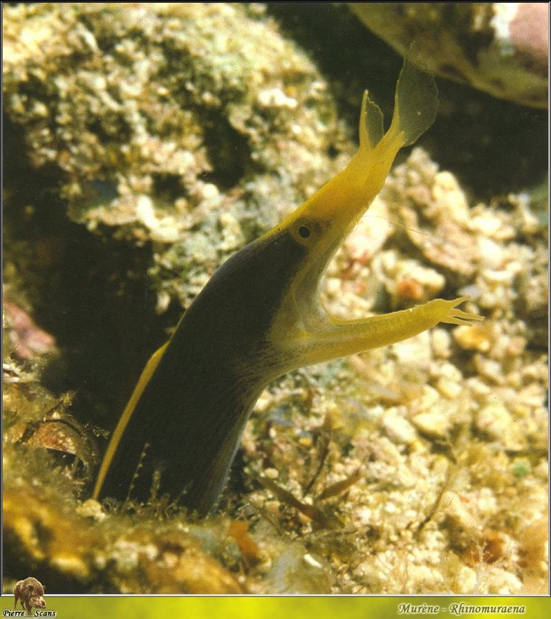 Blue Ribbon Eel (Rhinomuraena quaesita) in black, juvenile stage {!--어린 색댕기곰치/리본장어/청리본장어-->; DISPLAY FULL IMAGE.