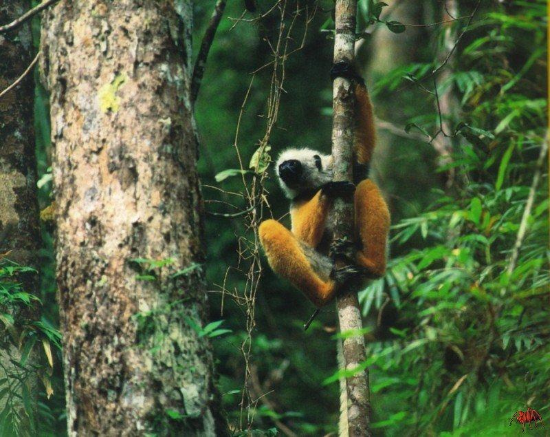 Diademed Sifaka (Propithecus diadema) {!--방한모시파카(관머리시파카,여우원숭이류)-->; DISPLAY FULL IMAGE.