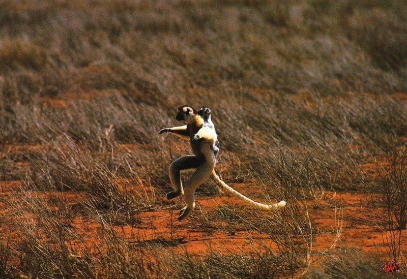 Verreaux's Sifaka (Propithecus verreauxi) {!--머리띠시파카(베로시파카,여우원숭이류)-->; DISPLAY FULL IMAGE.