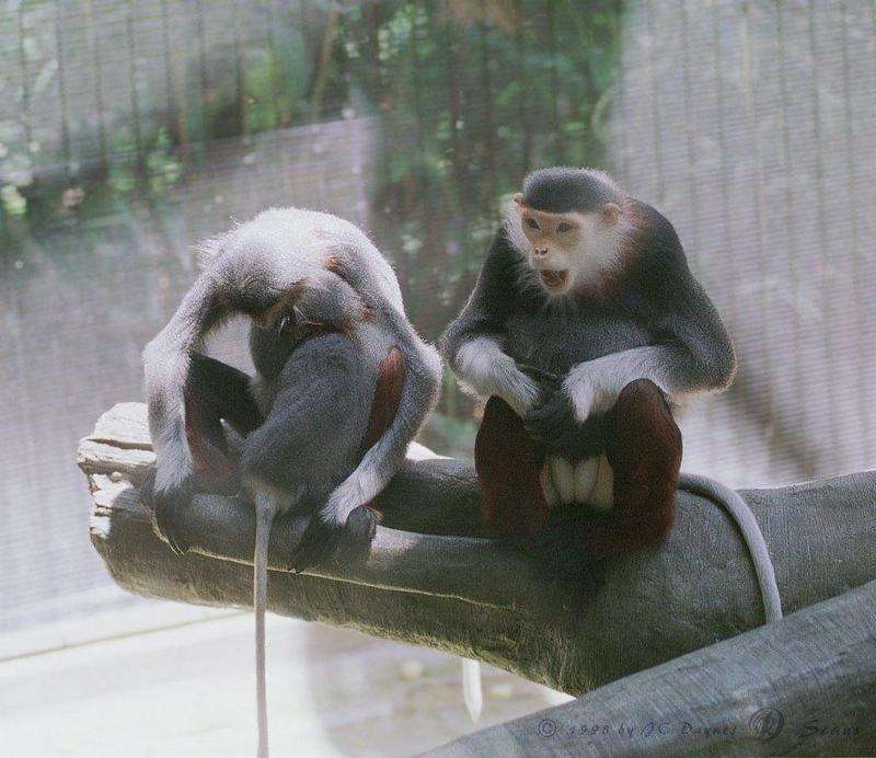 Douc Langur (Pygathrix nemaeus) {!--털보납작코원숭이-->; DISPLAY FULL IMAGE.