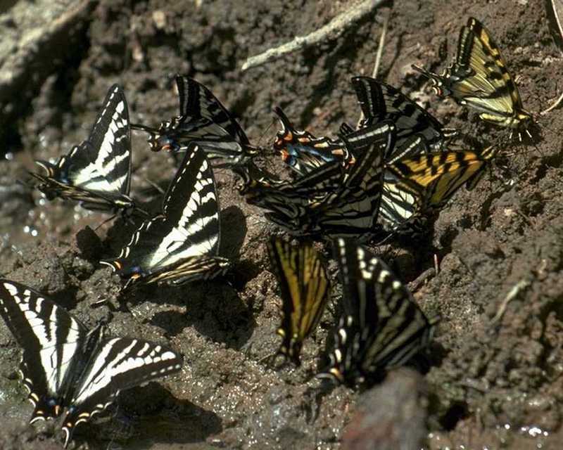 Swallowtail Butterfly (Papilionidae) {!--호랑나비과-->; DISPLAY FULL IMAGE.