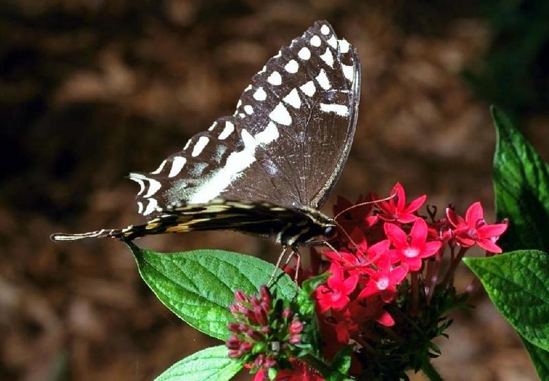 Swallowtail Butterfly (Papilionidae) {!--호랑나비과-->; DISPLAY FULL IMAGE.
