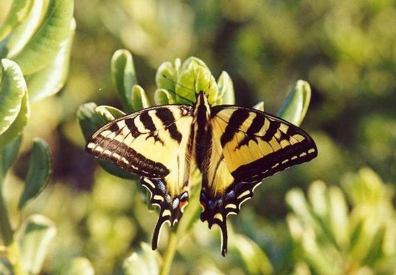 Western Tiger Swallowtail Butterfly (Papilio rutulus) {!--호랑나비과(북아메리카)-->; DISPLAY FULL IMAGE.