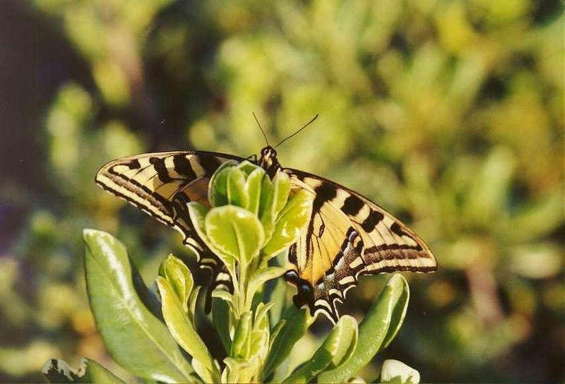 Western Tiger Swallowtail Butterfly (Papilio rutulus) {!--호랑나비과(북아메리카)-->; DISPLAY FULL IMAGE.