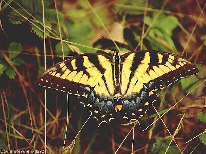 Tiger Swallowtail Butterfly (Papilio sp.) {!--호랑나비과(북아메리카)-->; DISPLAY FULL IMAGE.