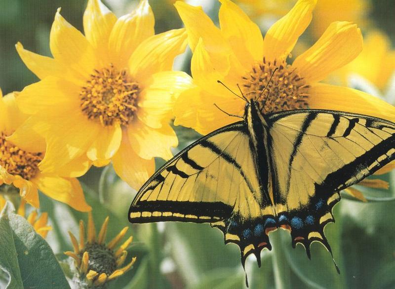 Tiger Swallowtail Butterfly (Papilio sp.) {!--호랑나비과(북아메리카)-->; DISPLAY FULL IMAGE.