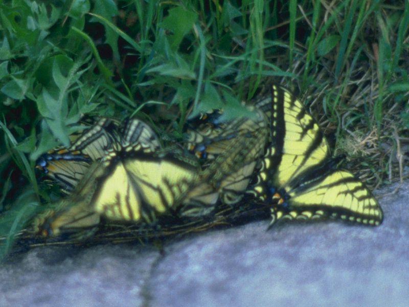 Tiger Swallowtail Butterfly (Papilio sp.) {!--호랑나비과(북아메리카)-->; DISPLAY FULL IMAGE.