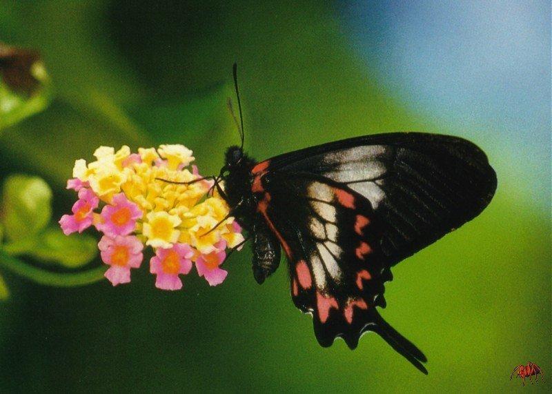 Harris' Mimic Swallowtail Butterfly (Eurytides lysithous) {!--호랑나비과(남아메리카)-->; DISPLAY FULL IMAGE.