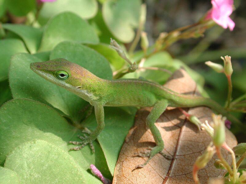 Anole - 아놀리; DISPLAY FULL IMAGE.