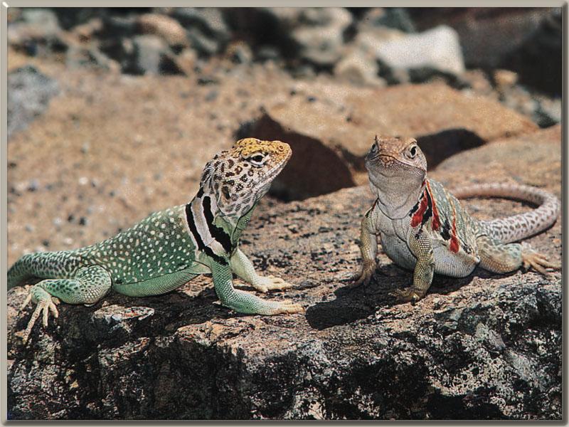 Collared Lizard (Crotaphytus collaris) {!--목무늬도마뱀-->; DISPLAY FULL IMAGE.