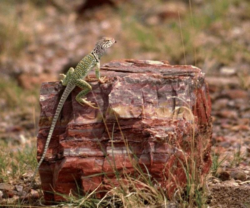 Collared Lizard (Crotaphytus collaris) {!--목무늬도마뱀-->; DISPLAY FULL IMAGE.