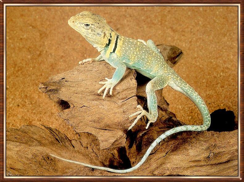 Collared Lizard (Crotaphytus collaris) {!--목무늬도마뱀-->; DISPLAY FULL IMAGE.