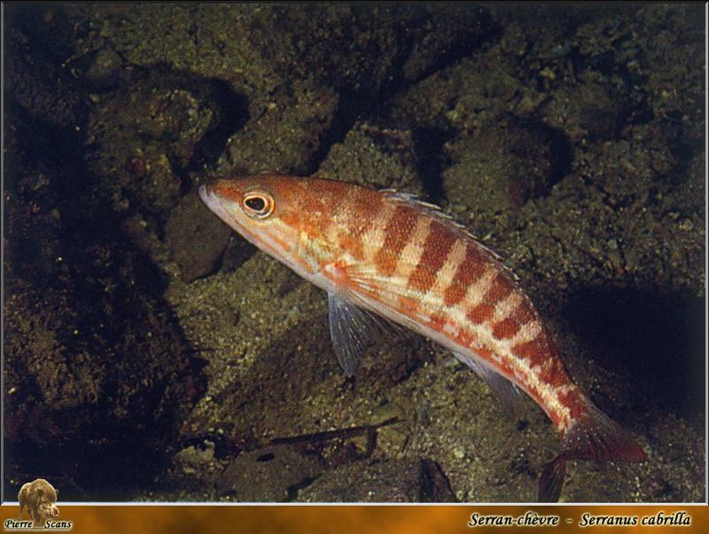 Comber (Serranus cabrilla) {!--바리과-->; DISPLAY FULL IMAGE.