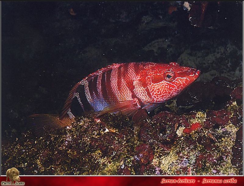 Painted Comber (Serranus scriba) {!--바리과-->; DISPLAY FULL IMAGE.