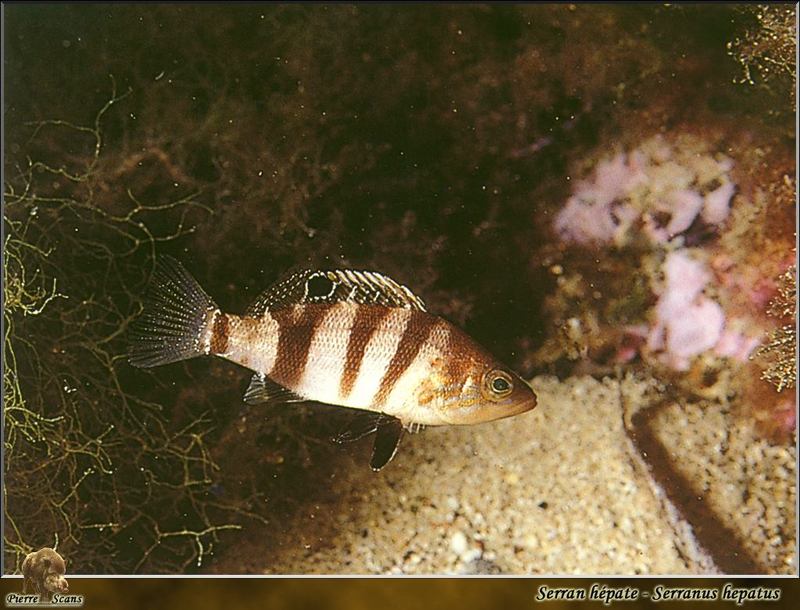 Brown Comber (Serranus hepatus) {!--바리과-->; DISPLAY FULL IMAGE.