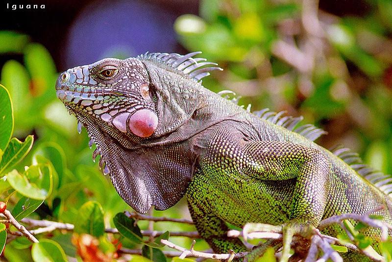 Iguana (Iguanidae) {!--이구아나과-->; DISPLAY FULL IMAGE.