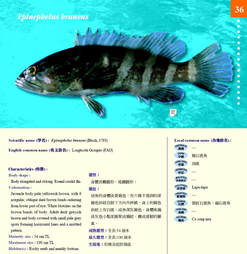 Longtooth Grouper (Epinephelus bruneus) {!--자바리(다금바리 - 제주도 방언)-->; DISPLAY FULL IMAGE.