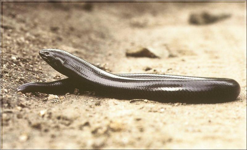 (South Africa) Giant Legless Lizard (Acontias plumbeus) {!--남아프리카산 대형 무족도마뱀류-->; DISPLAY FULL IMAGE.