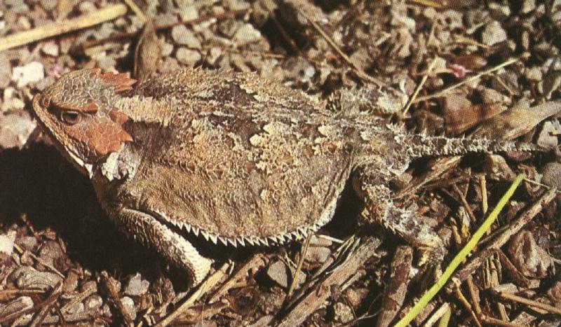 Greater Short-horned Lizard (Phrynosoma hernandesi) {!--산뿔도마뱀-->; DISPLAY FULL IMAGE.