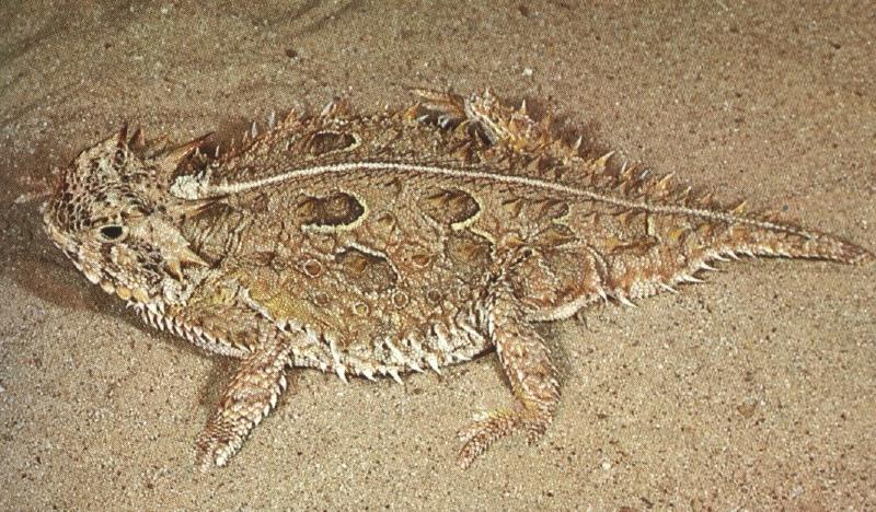 Texas Horned Lizard (Phrynosoma cornutum) {!--텍사스뿔도마뱀-->; DISPLAY FULL IMAGE.