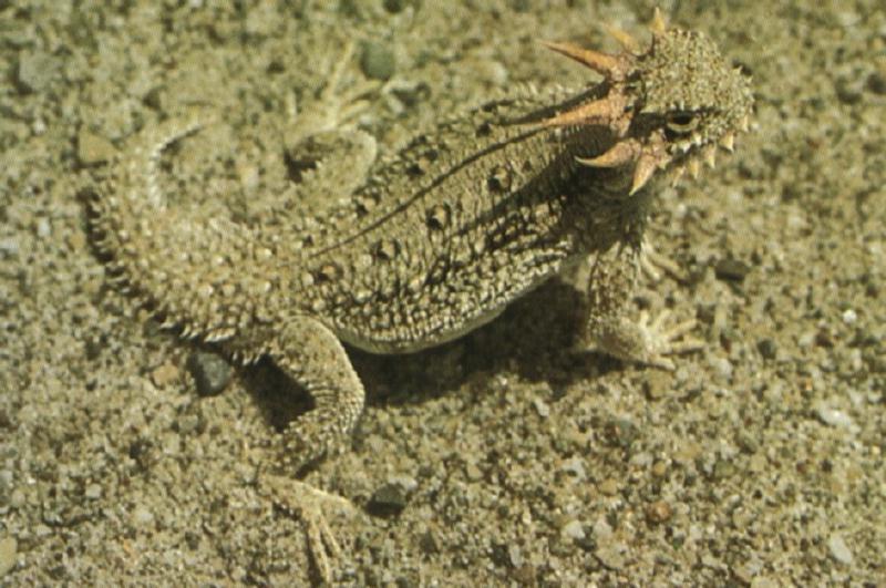 Flat-tailed Horned Lizard (Phrynosoma mcallii) {!--넓적꼬리뿔도마뱀-->; DISPLAY FULL IMAGE.