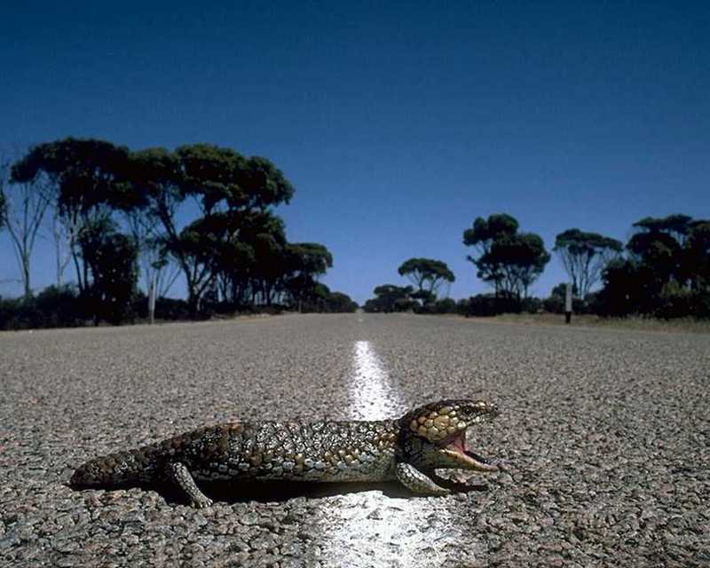 Shingleback Skink, Sleepy Lizard (Trachydosaurus rugosus) {!--솔방울도마뱀(호주)-->; DISPLAY FULL IMAGE.