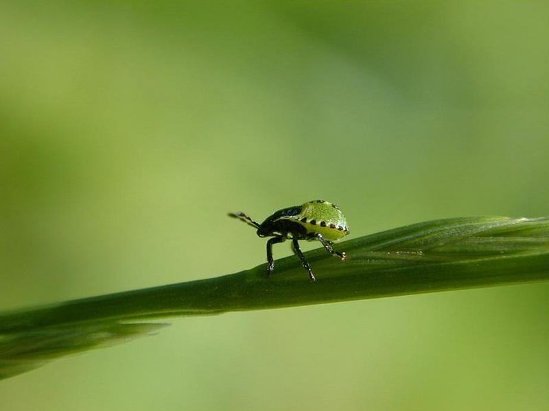 Stink Bug nymph {!--노린재류-->; DISPLAY FULL IMAGE.