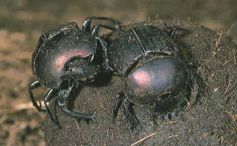 (African) Dung Beetle (Scarabaeidae) {!--소똥구리과/아프리카-->; DISPLAY FULL IMAGE.