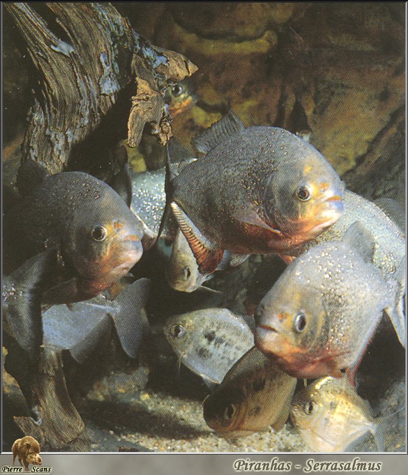 Red-bellied Piranha (Pygocentrus nattereri) {!--붉은배피라냐-->; DISPLAY FULL IMAGE.