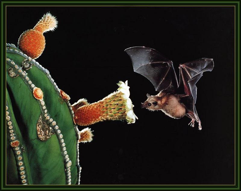 Lesser Long-nosed Bat (Leptonycteris curasoae) {!--남방긴코박쥐-->; DISPLAY FULL IMAGE.