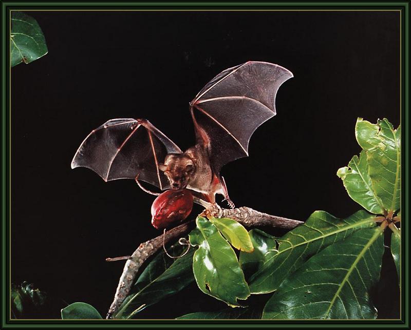Jamaican Fruit-eating Bat (Artibeus jamaicensis) {!--자메이카큰박쥐-->; DISPLAY FULL IMAGE.