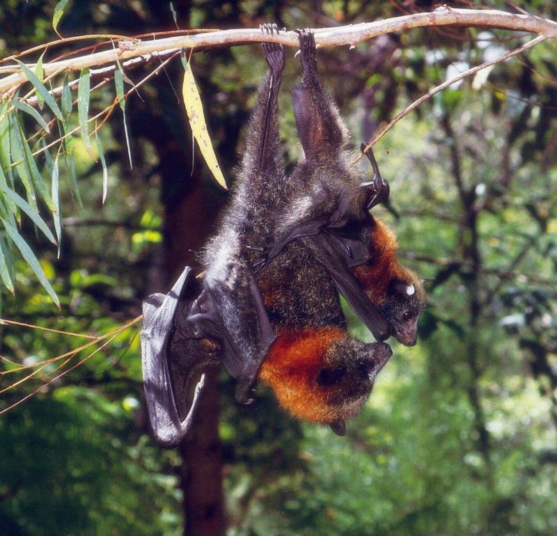 Grey-headed Flying Fox (Pteropus poliocephalus) {!--회색머리과일박쥐(호주)-->; DISPLAY FULL IMAGE.