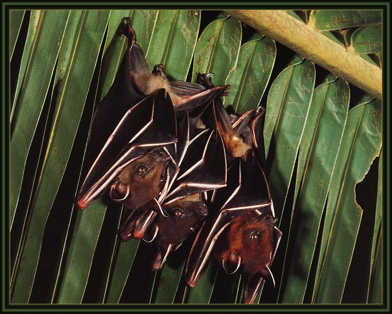 Lesser Short-nosed Fruit Bat (Cynopterus brachyotis) {!--인도개과일박쥐-->; DISPLAY FULL IMAGE.