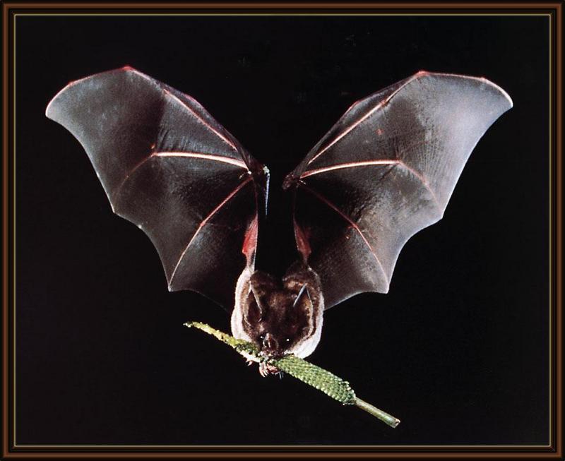 Seba's Short-tailed Bat (Carollia perspicillata) {!--세바짧은꼬리박쥐(남아메리카)-->; DISPLAY FULL IMAGE.