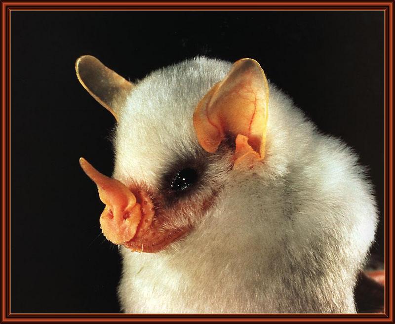 Honduran White Bat (Ectophylla alba) {!--흰박쥐(남아메리카/혼두라스)-->; DISPLAY FULL IMAGE.
