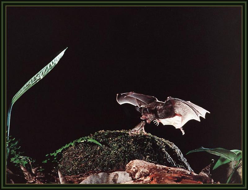Fringe-lipped Bat (Trachops cirrhosus) {!--개구리잡이박쥐(남아메리카)-->; DISPLAY FULL IMAGE.