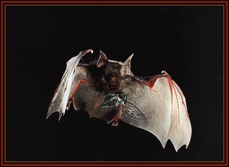Horseshoe Bat (Rhinolophus sp.) {!--관박쥐류-->; DISPLAY FULL IMAGE.