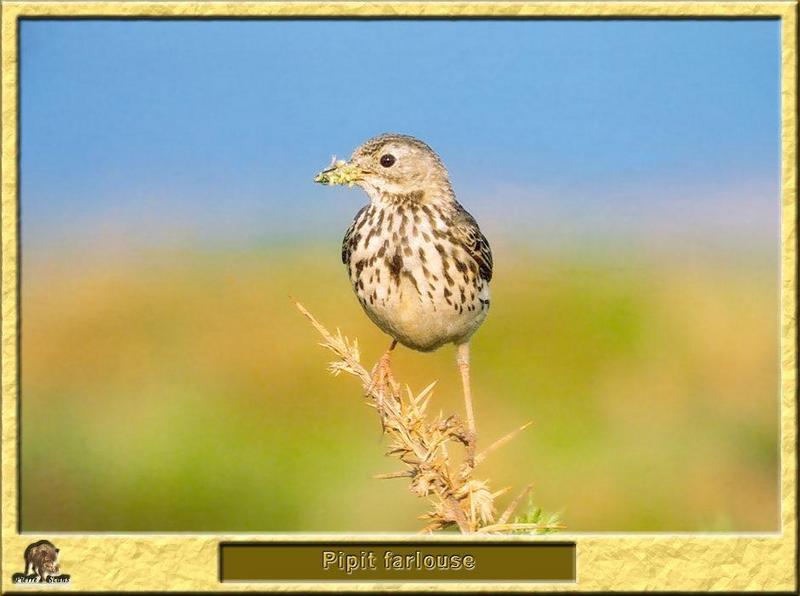 Meadow Pipit (Anthus pratensis) {!--유럽밭종다리-->; DISPLAY FULL IMAGE.