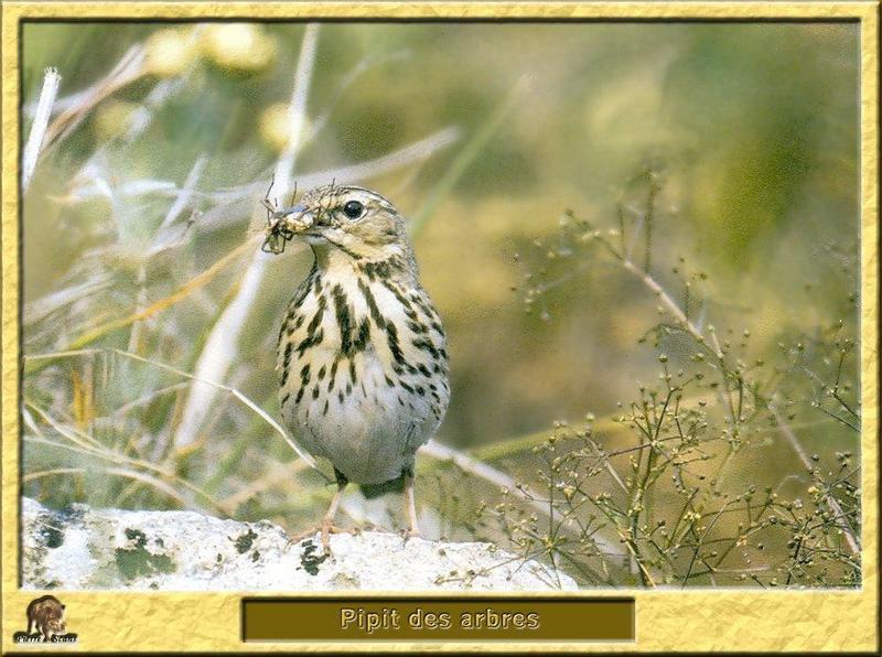 Tree Pipit (Anthus trivialis) {!--나무종다리-->; DISPLAY FULL IMAGE.