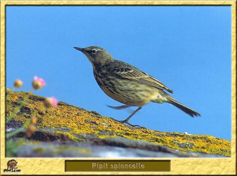 Water Pipit (Anthus spinoletta) {!--물종다리-->; DISPLAY FULL IMAGE.