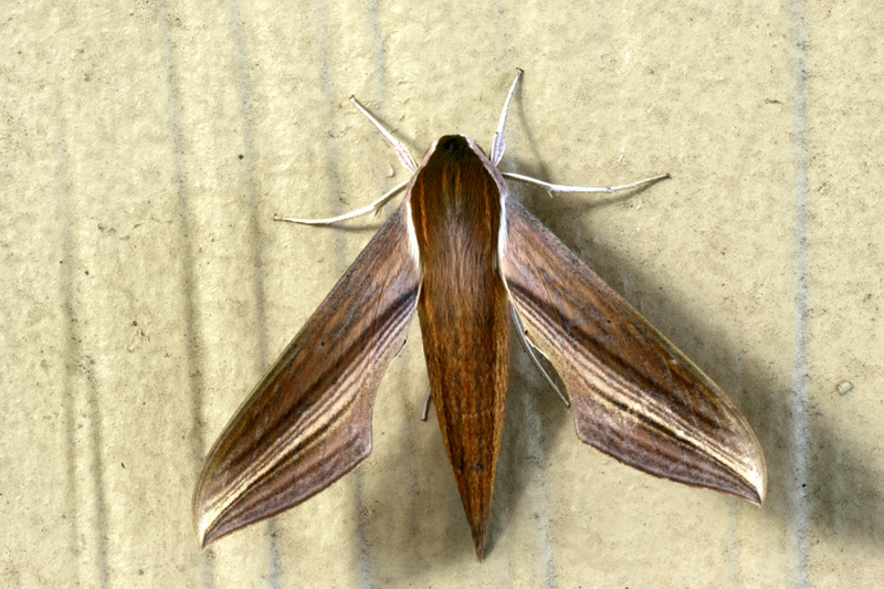 Tersa sphinx (Xylophanes tersa); DISPLAY FULL IMAGE.